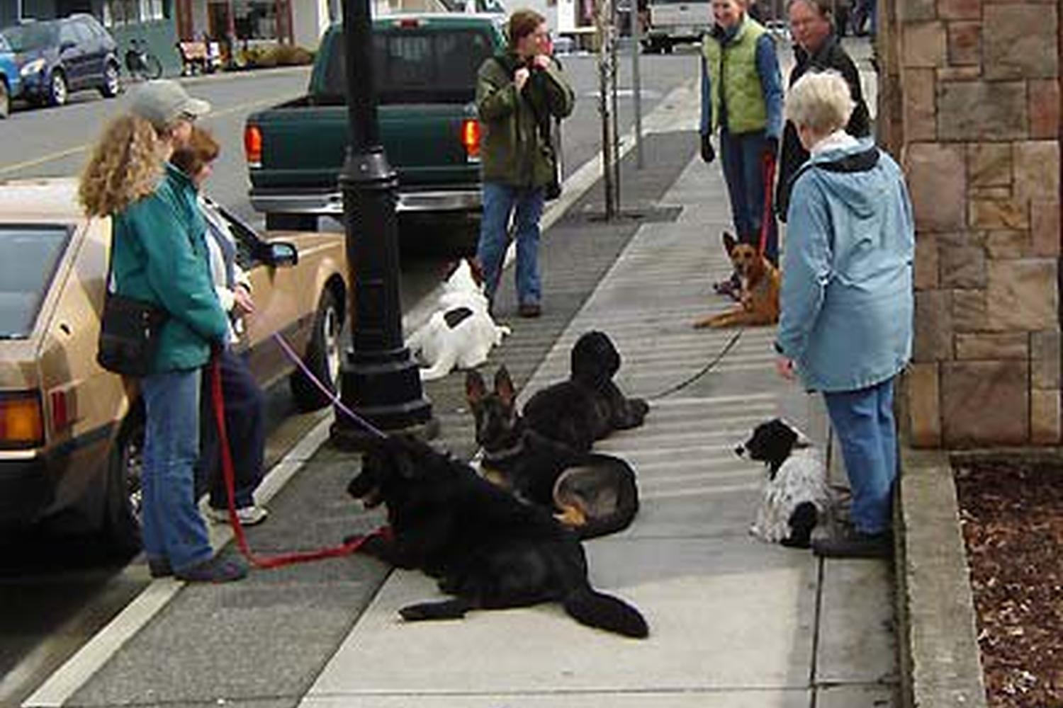 Lake Norman Natural Dog Training 0