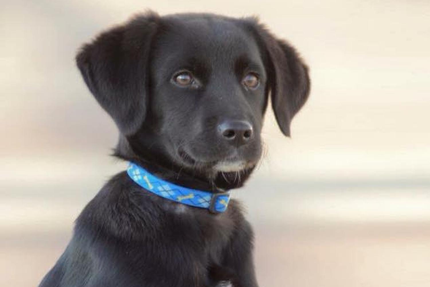 Canine Peace of Mind 5