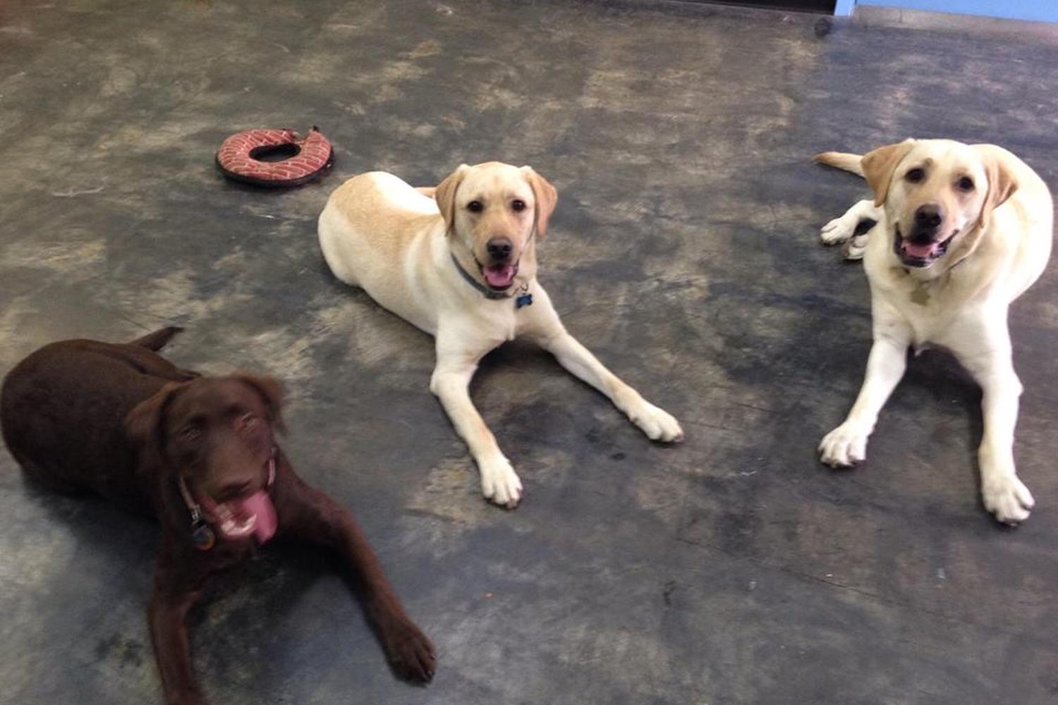 Kim the Dog Trainer 3