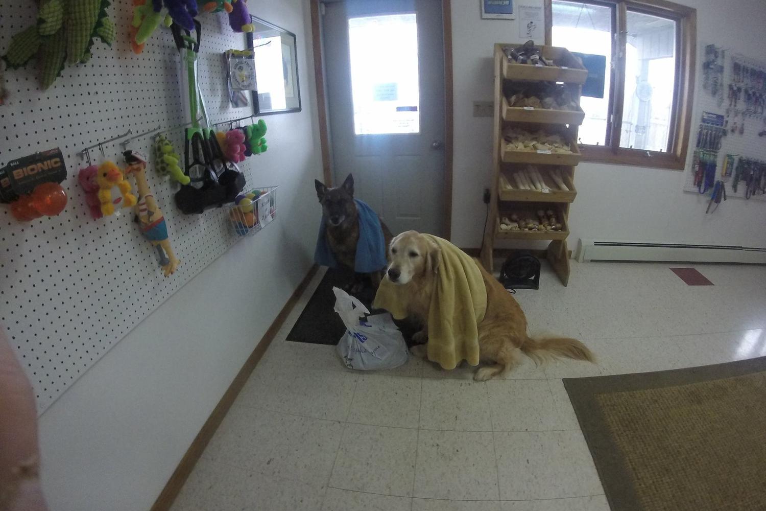 Animal House Pet Care and Training Center, LLC 4