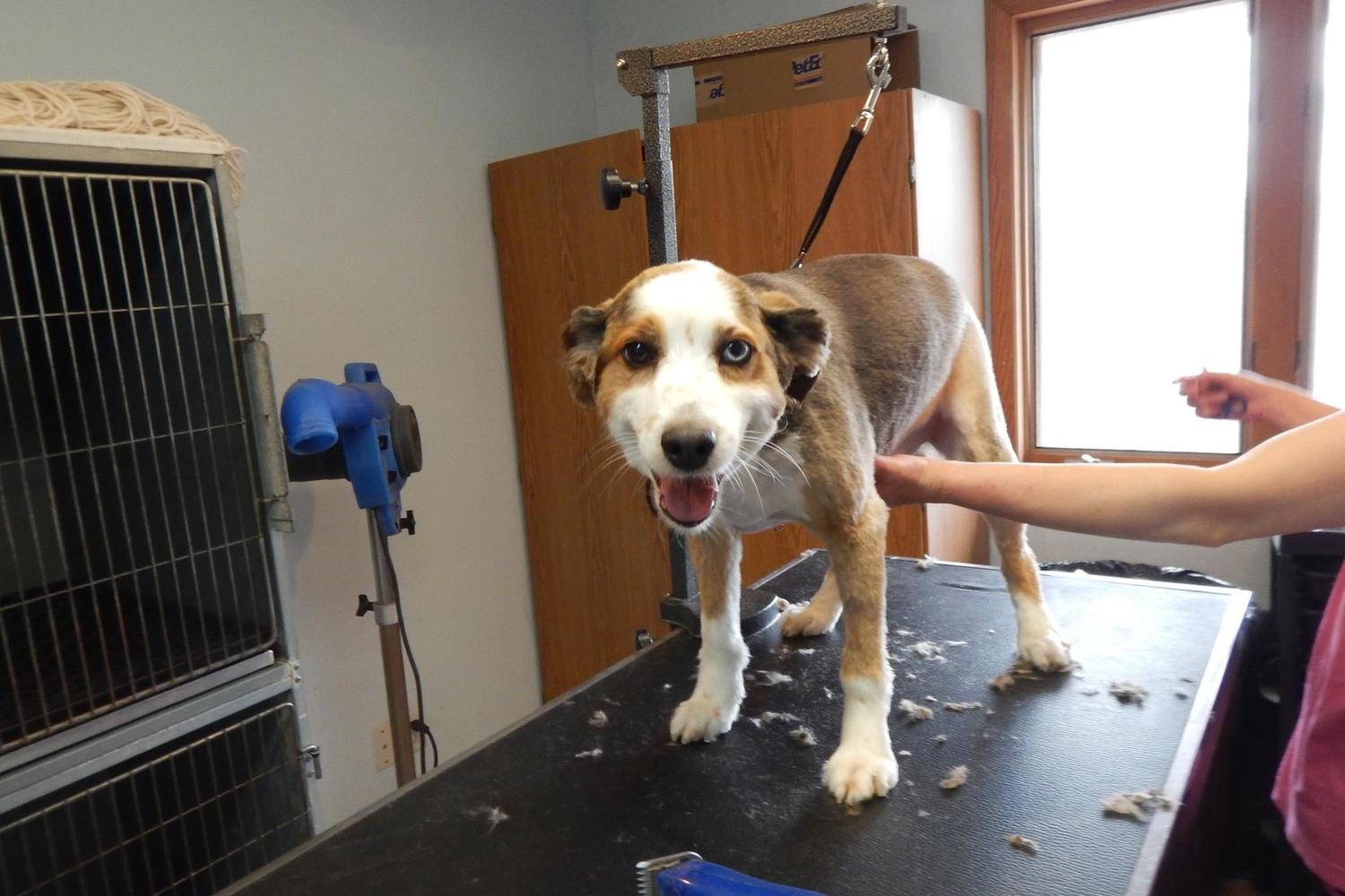 Animal House Pet Care and Training Center, LLC 1