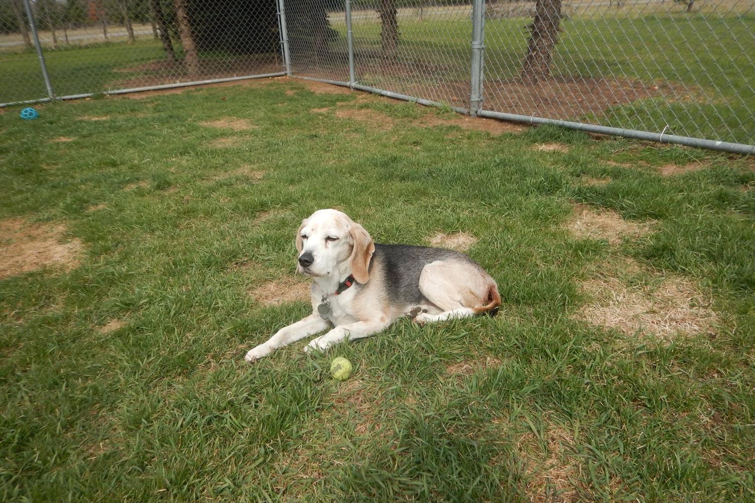 Animal House Pet Care and Training Center, LLC 2