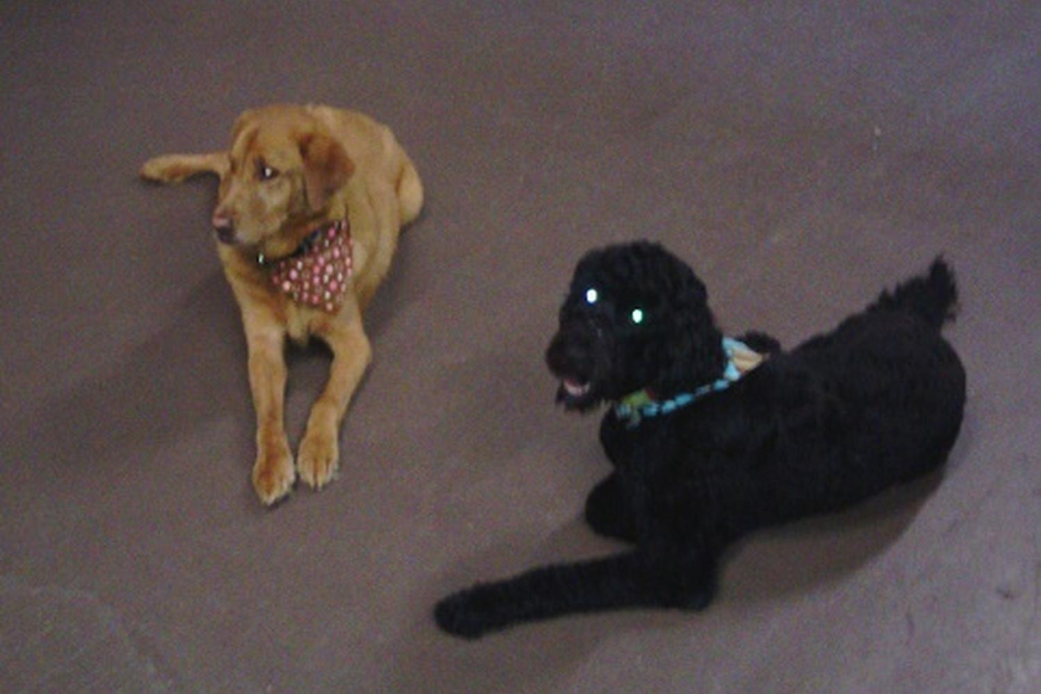 Infinity Dog Training 2