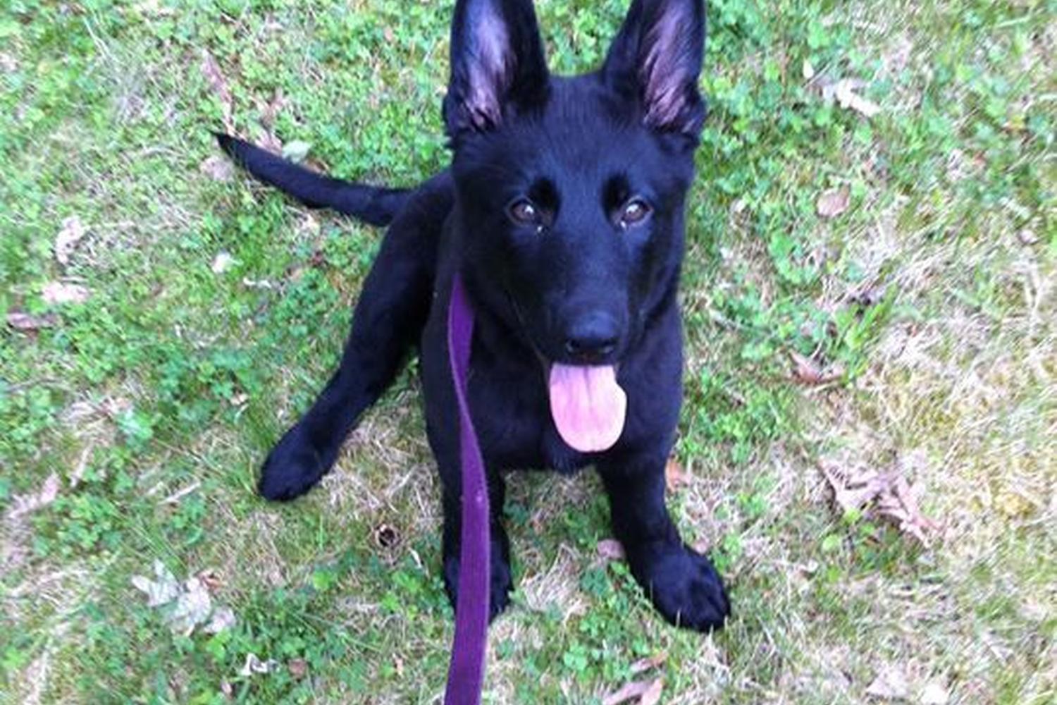 Kaizen Pet Training & Behavior 3