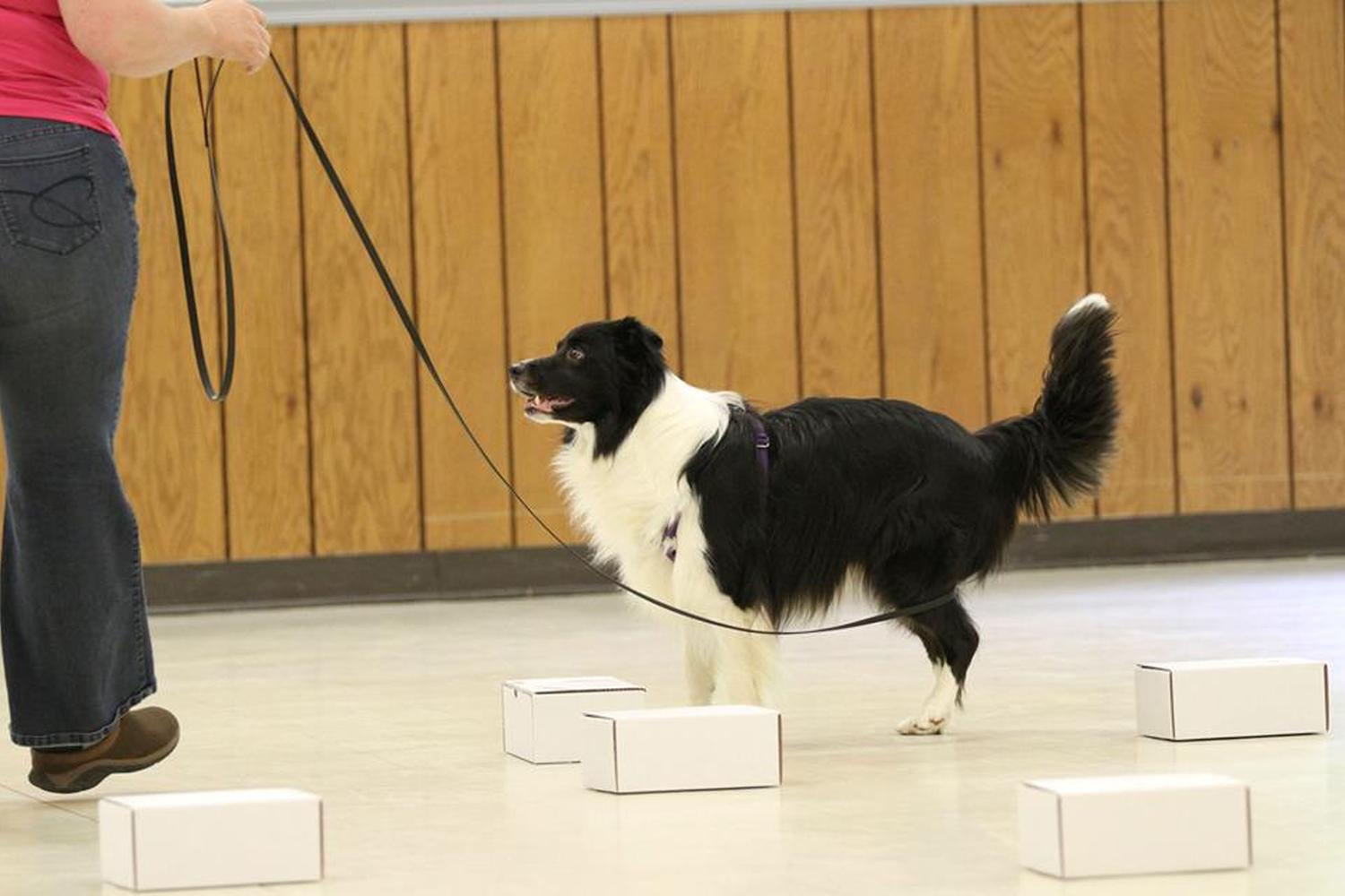 Kaizen Pet Training & Behavior 2
