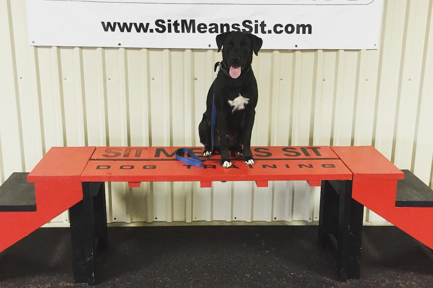 Sit Means Sit Madison 1
