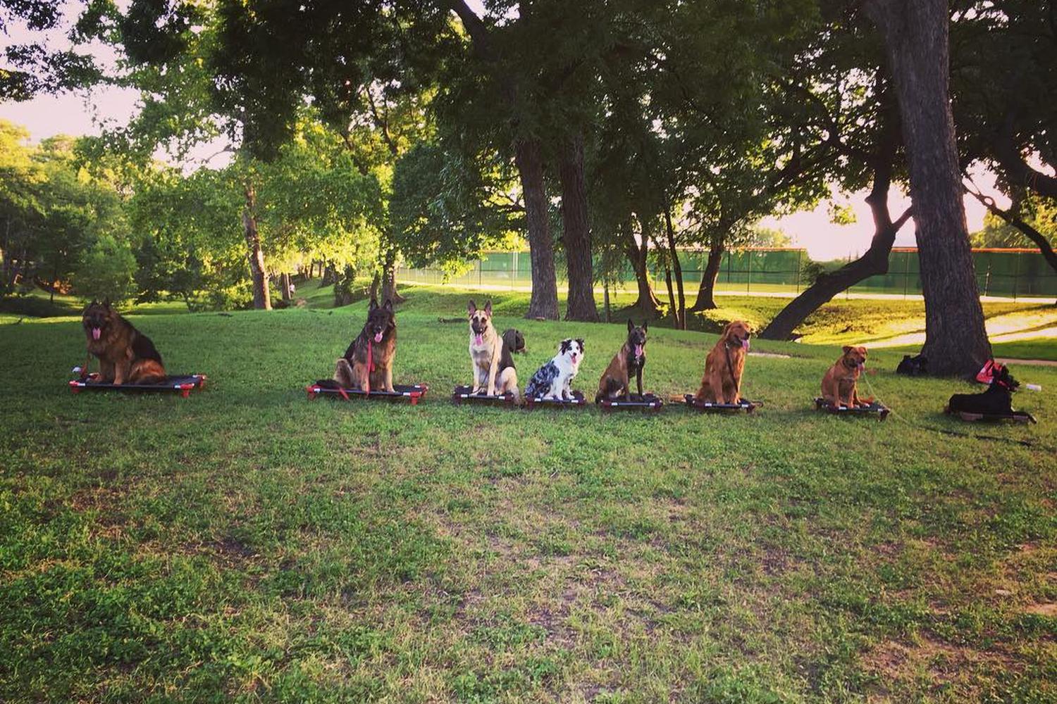 Sit Means Sit Madison 2