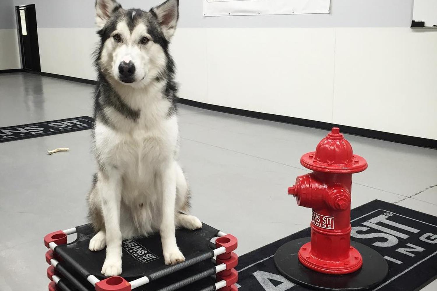 Sit Means Sit Madison 3