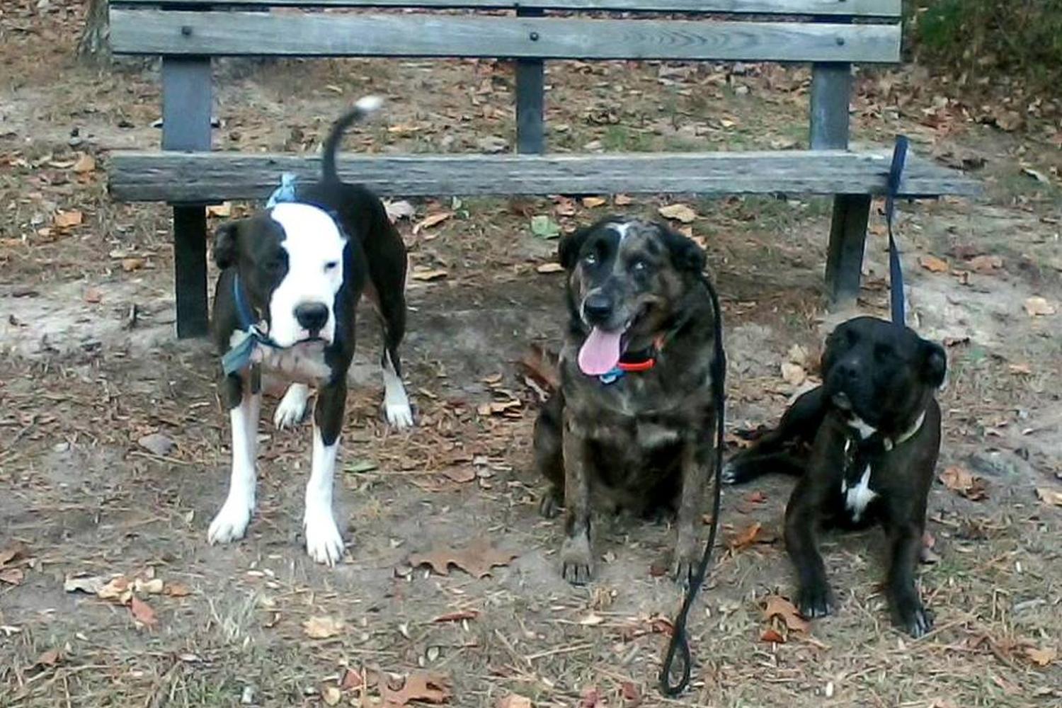 The Balanced Dog, LLC 3