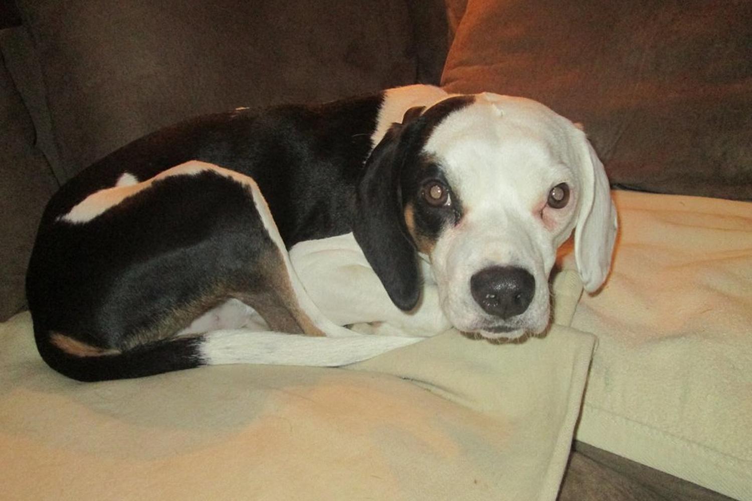 The Balanced Dog, LLC 1