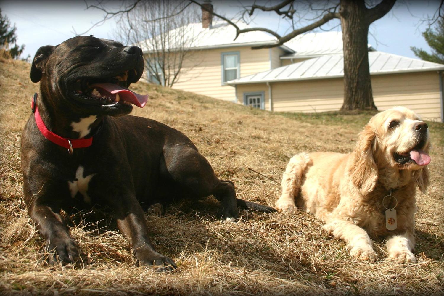 The Balanced Dog, LLC 2