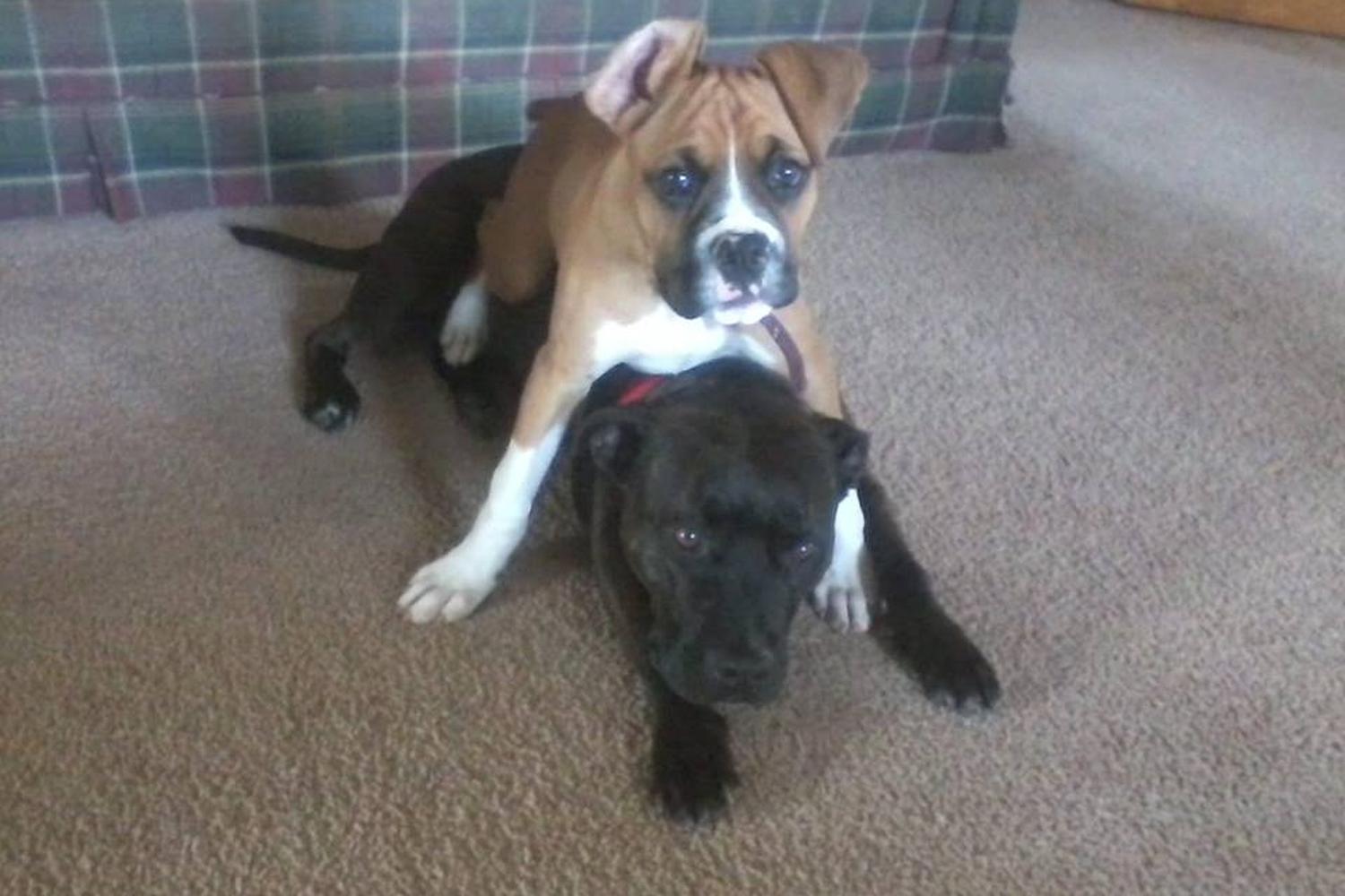 The Balanced Dog, LLC 0