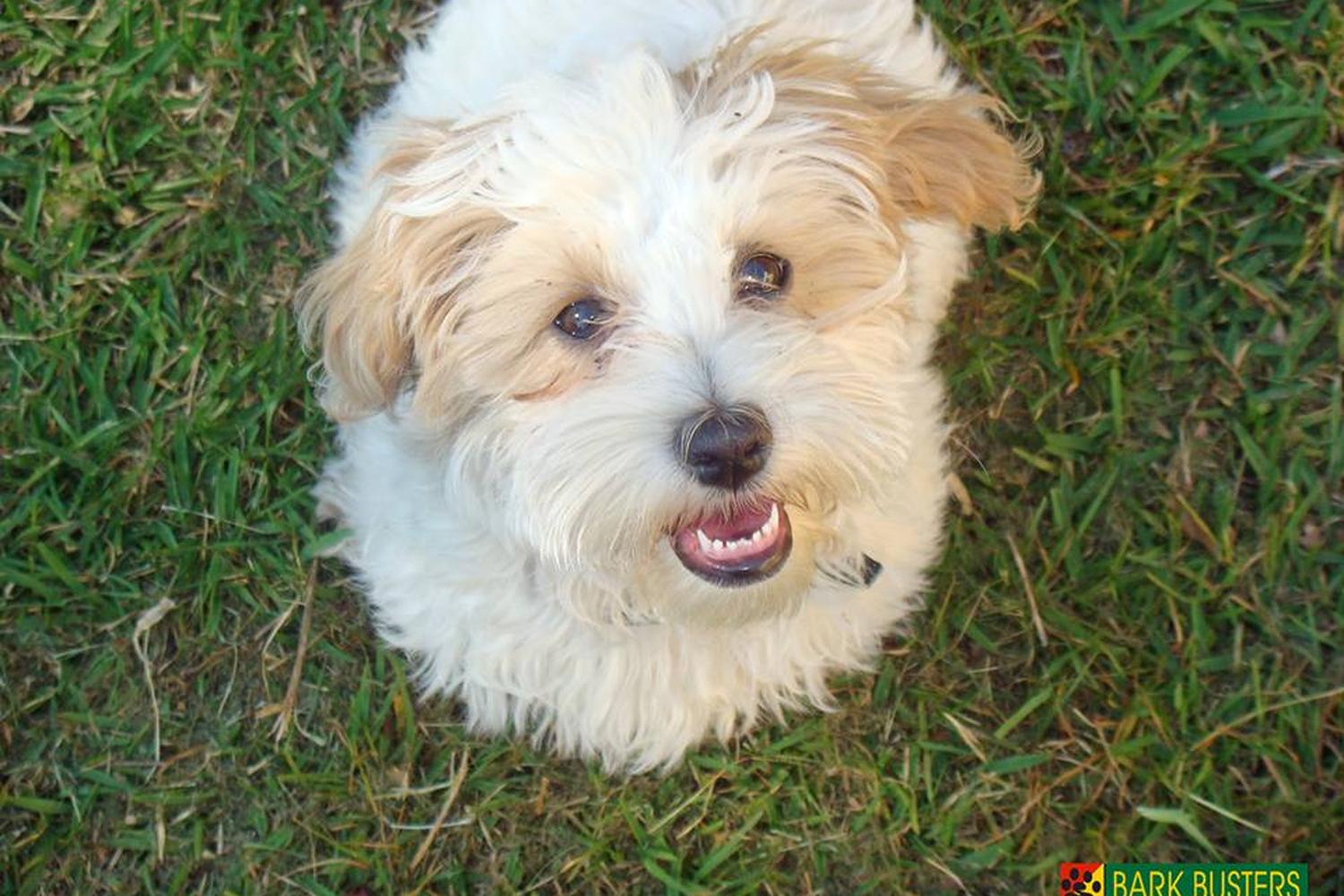 Bark Busters Home Dog Training Jacksonville 5
