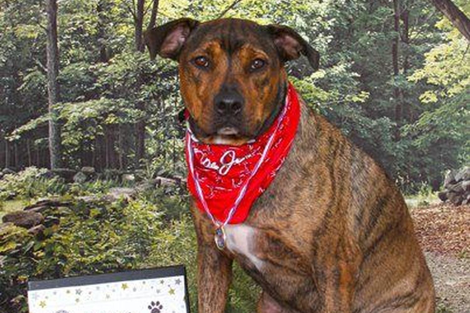 Chris' Canine Connection 0