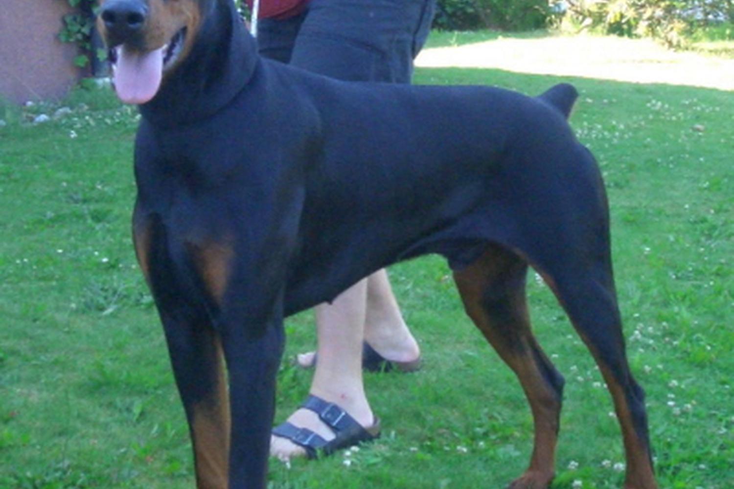 Crystal's Dog Training N Boarding 0