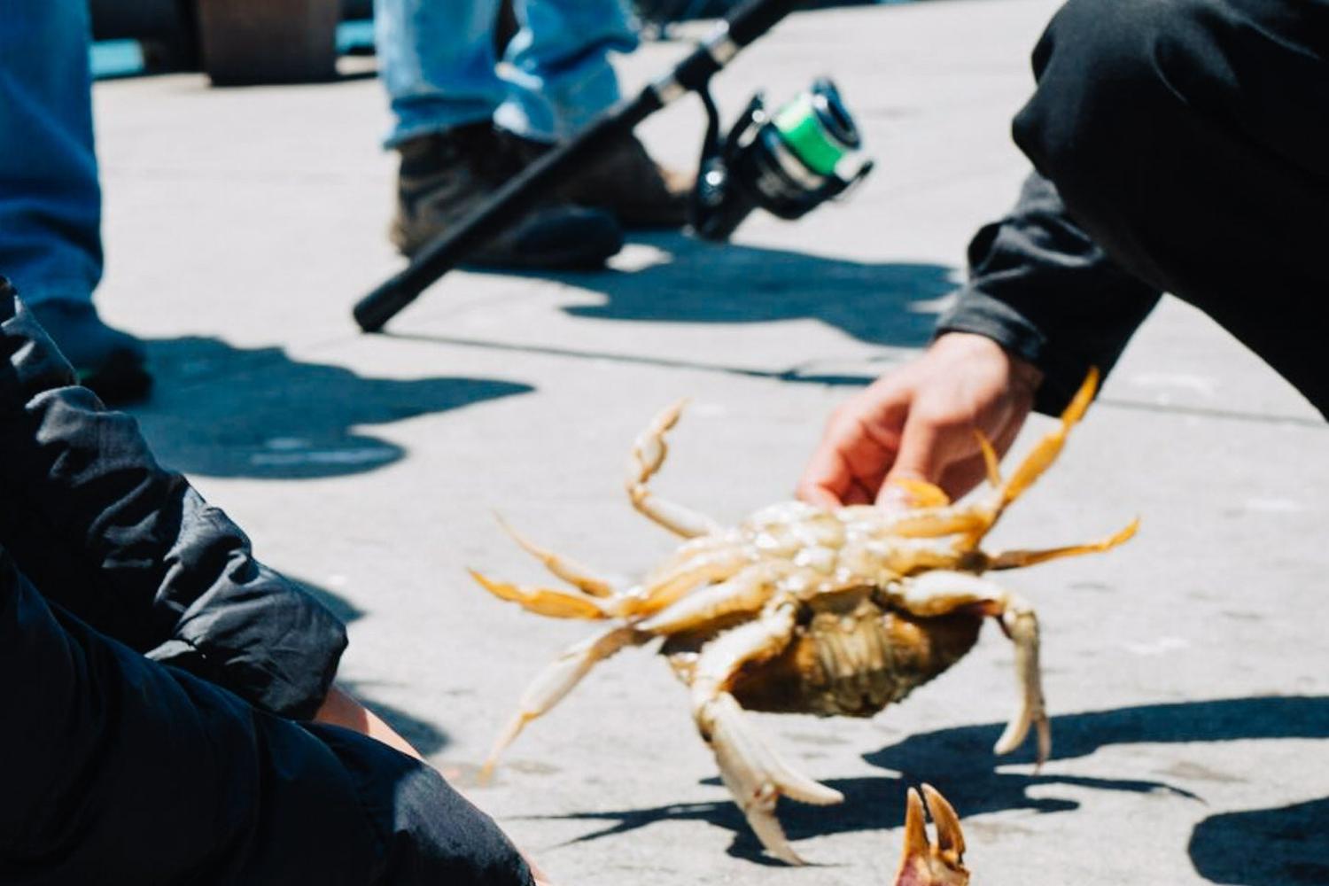 Crabbing Under the Golden Gate Bridge 3