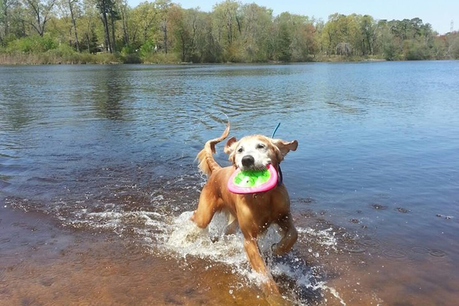 Blue Ribbon Dog Sports Coaching LLC 4