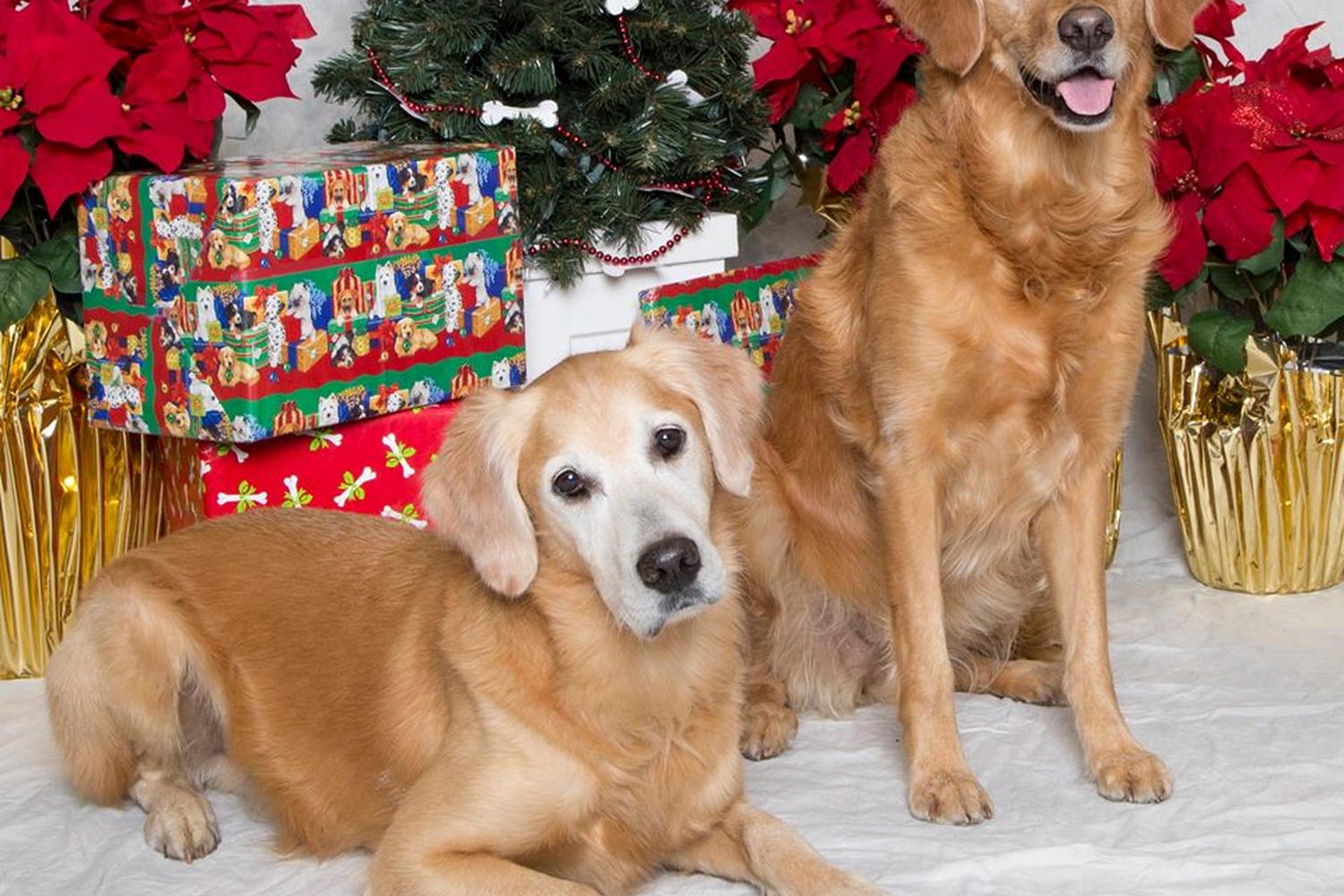 Blue Ribbon Dog Sports Coaching LLC 1