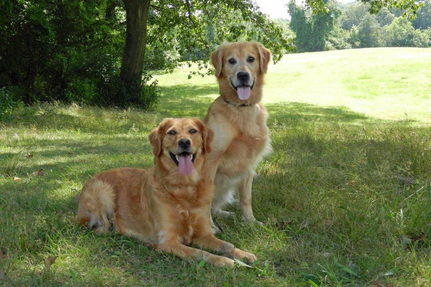 Blue Ribbon Dog Sports Coaching LLC 5