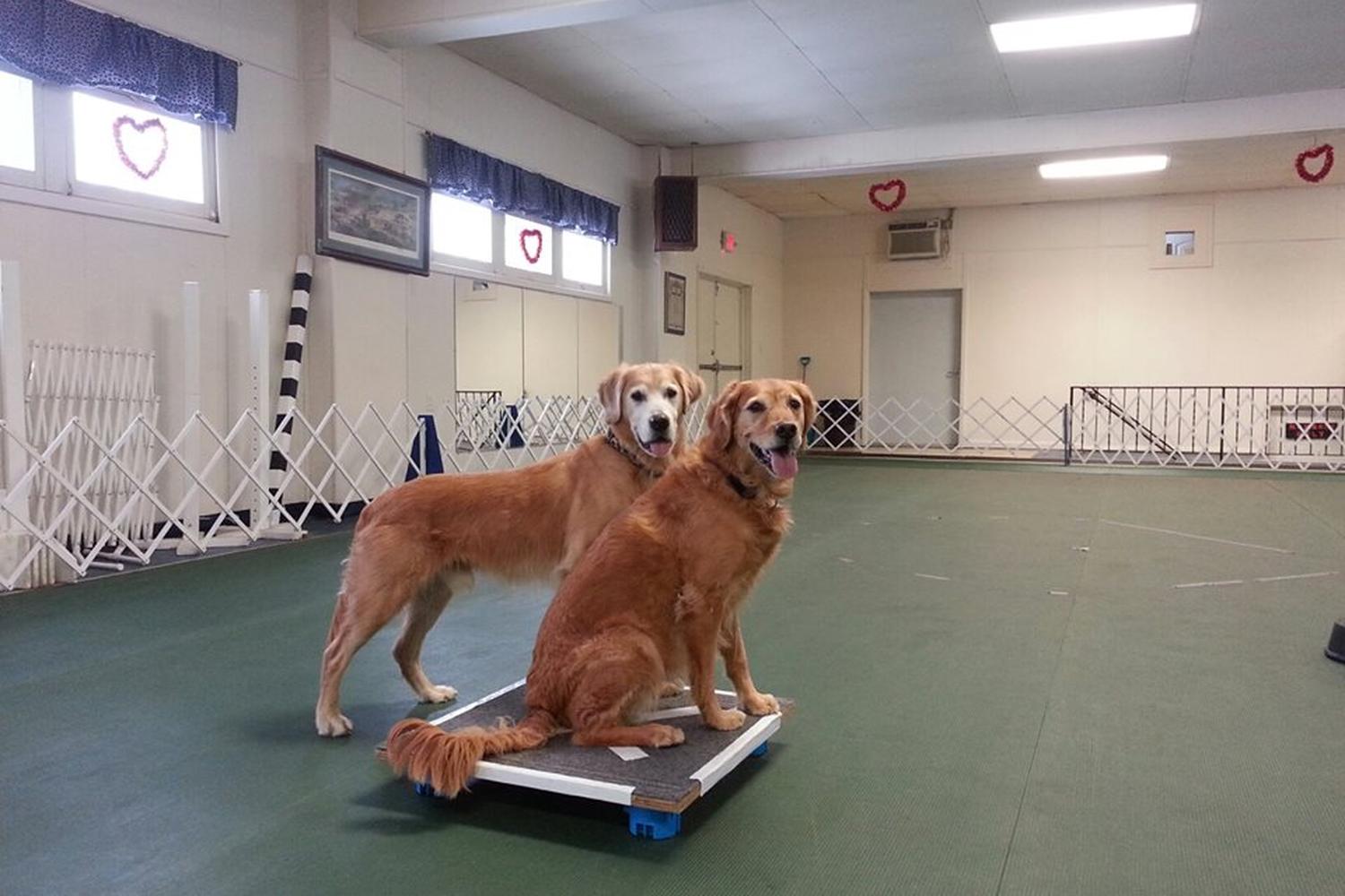 Blue Ribbon Dog Sports Coaching LLC 3