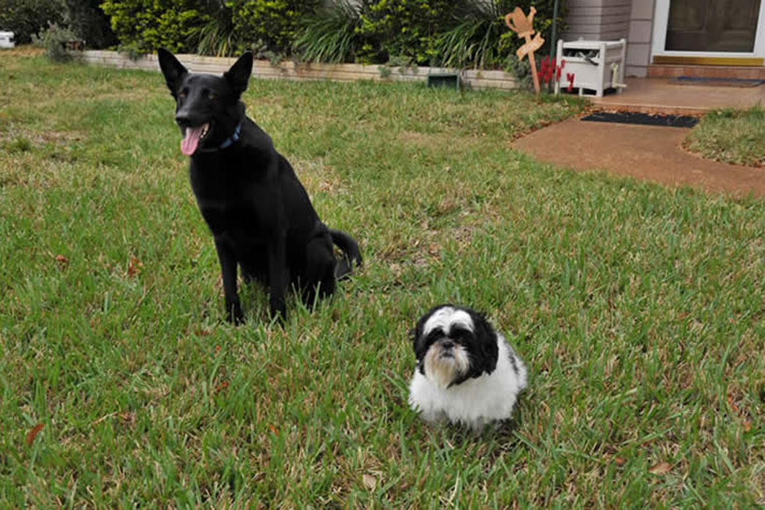 Progressive Animal Training 1