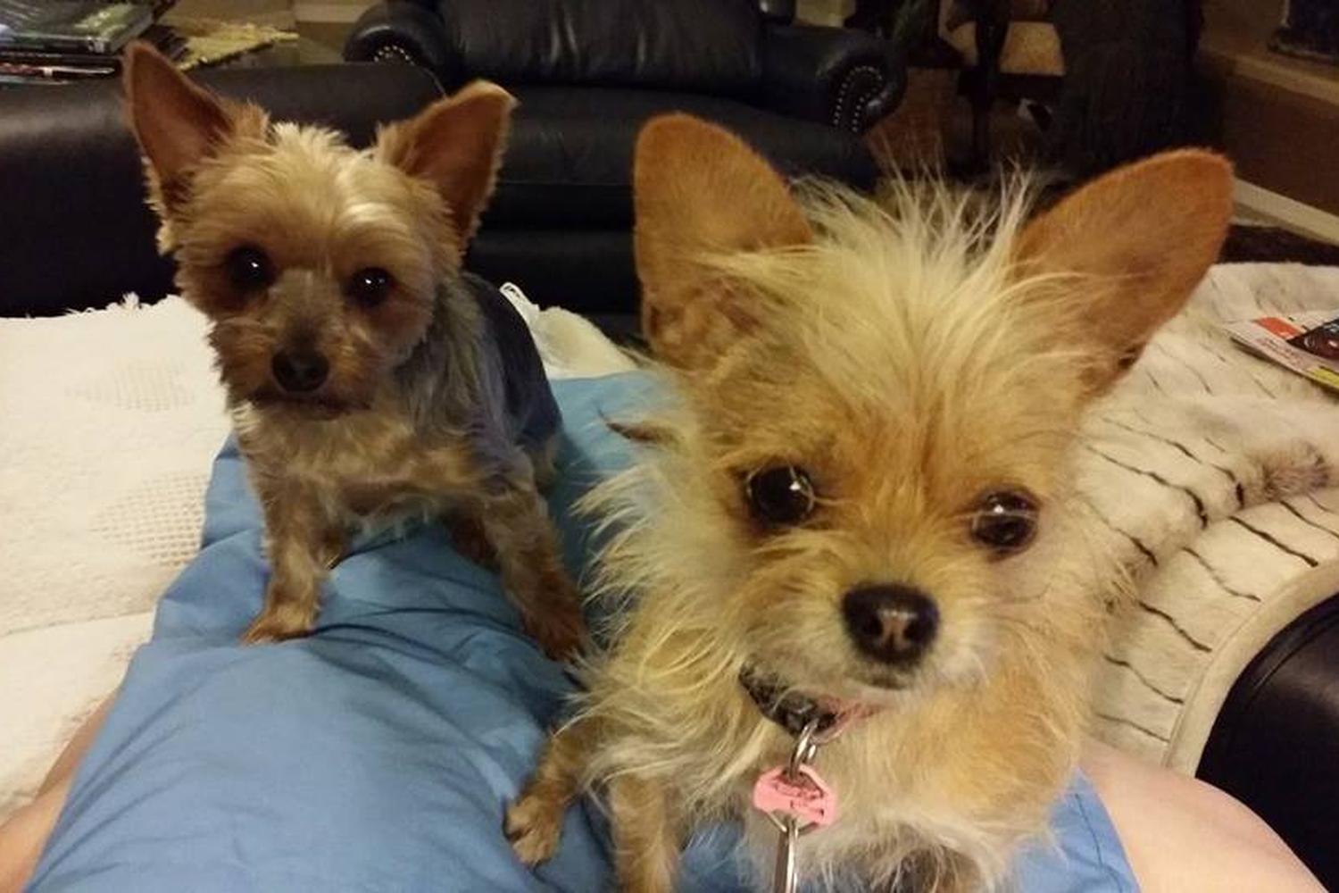 Mutt Manners Dog Training 1