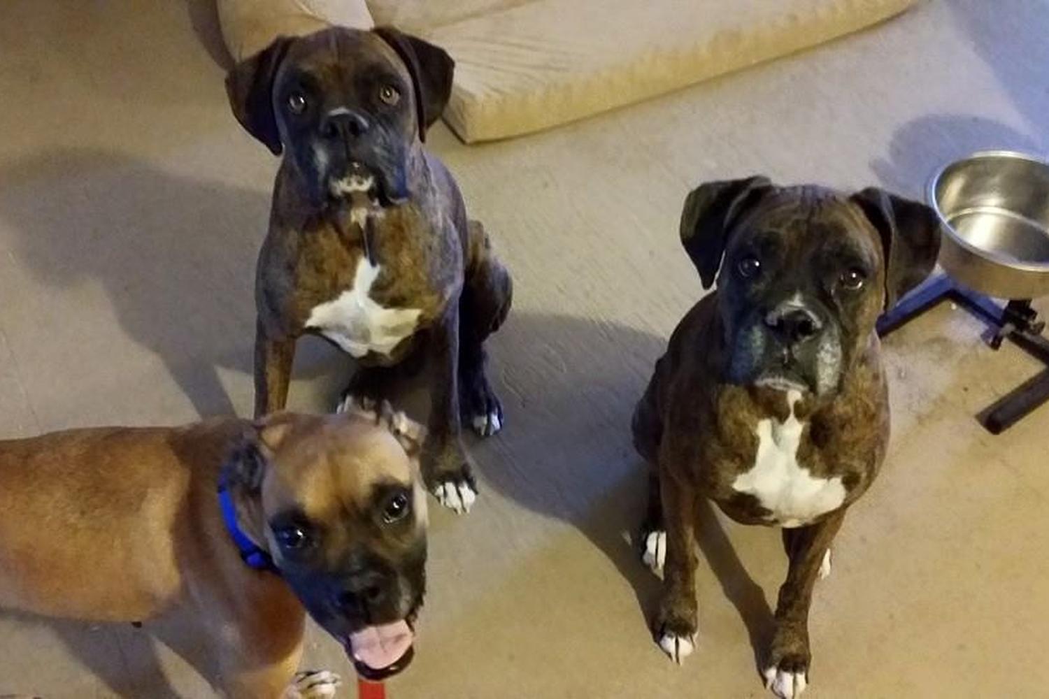 Mutt Manners Dog Training 5