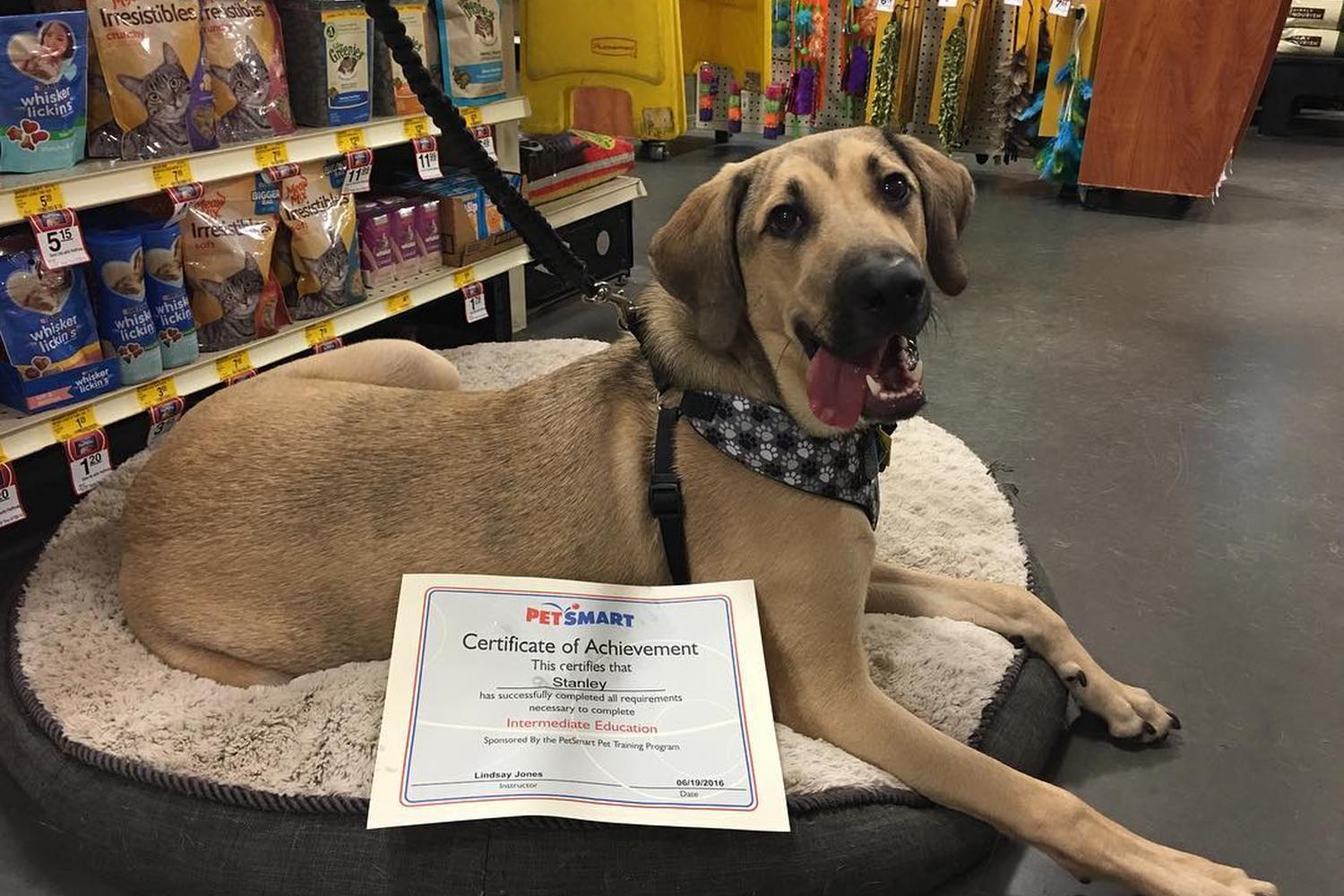 PetSmart Training 3