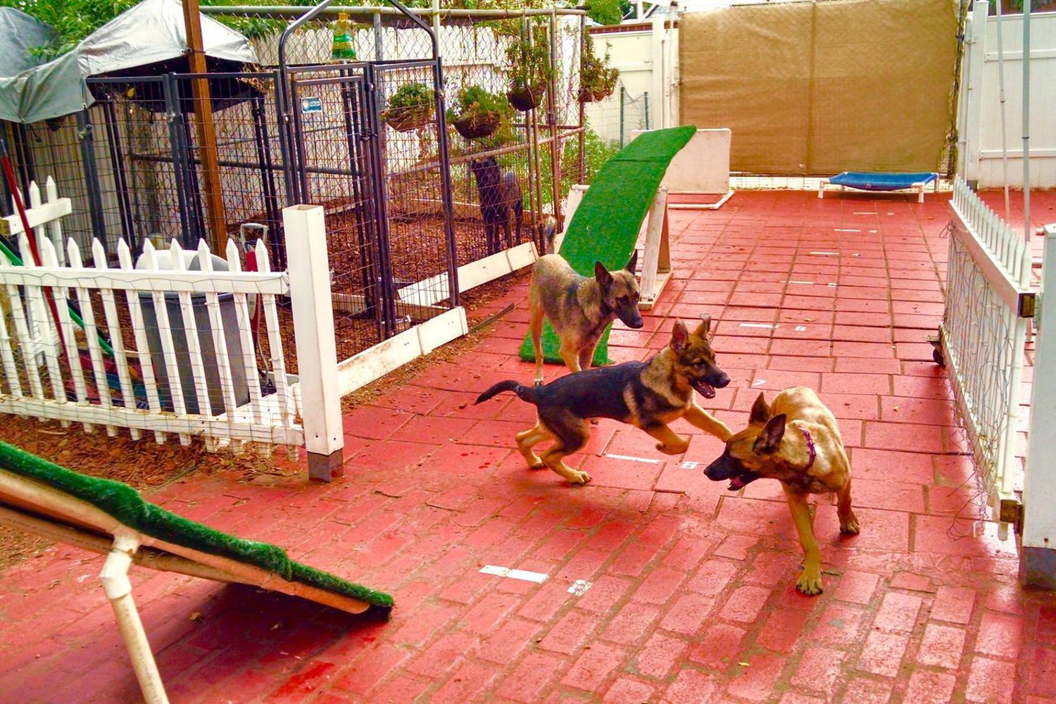 Master Dog Training 3