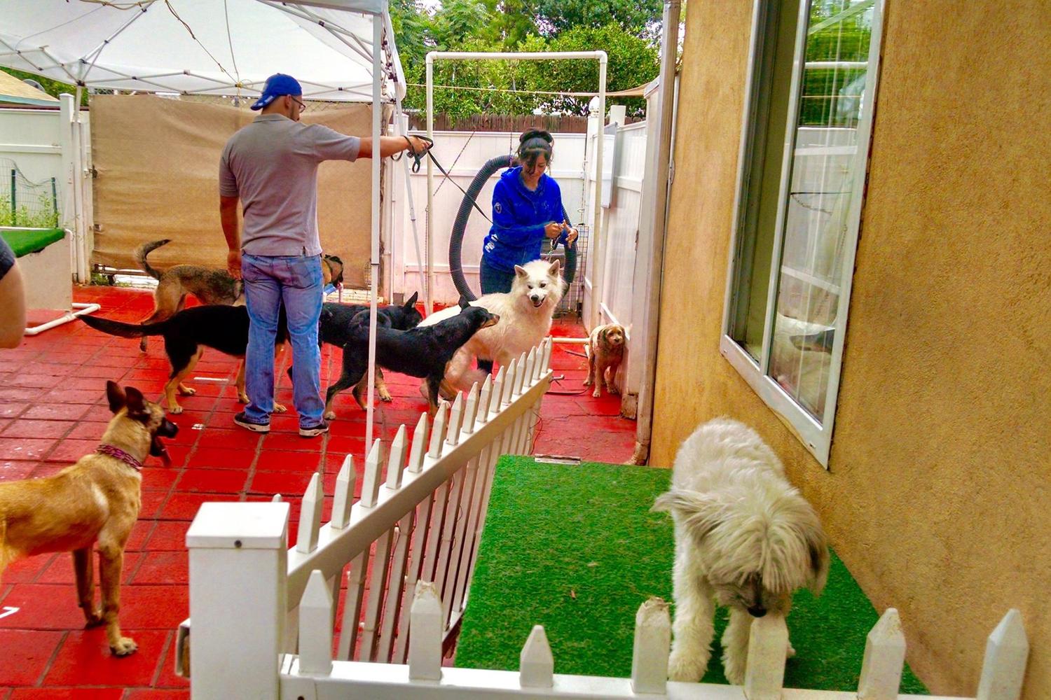 Master Dog Training 2