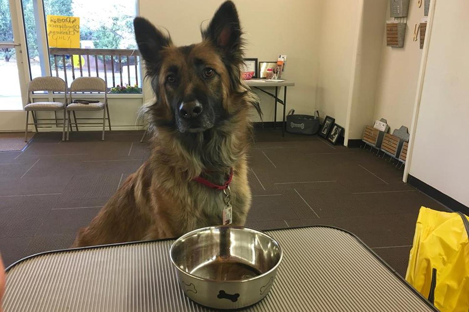 New Mexico Dog Training Academy, LLC 3