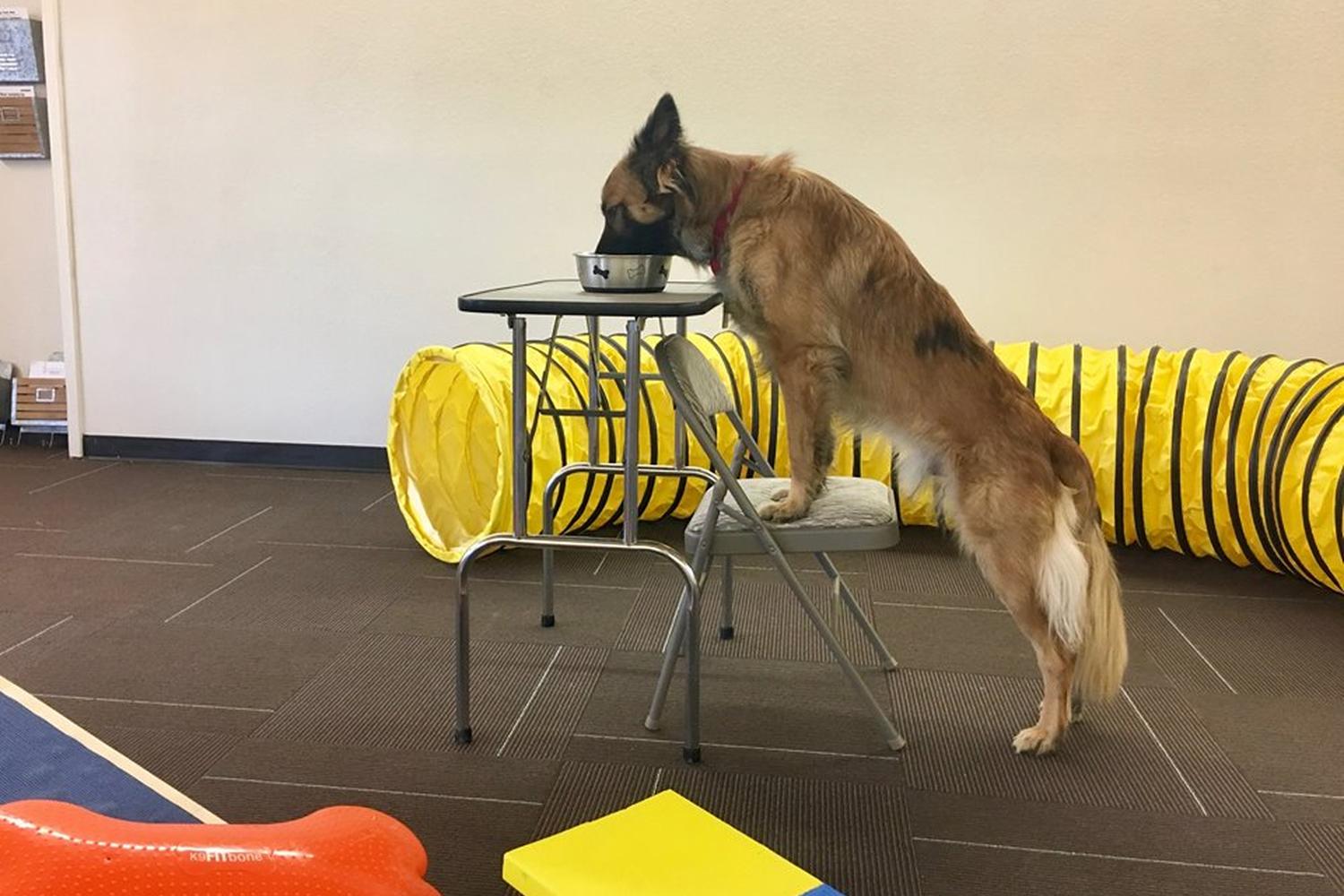 New Mexico Dog Training Academy, LLC 5