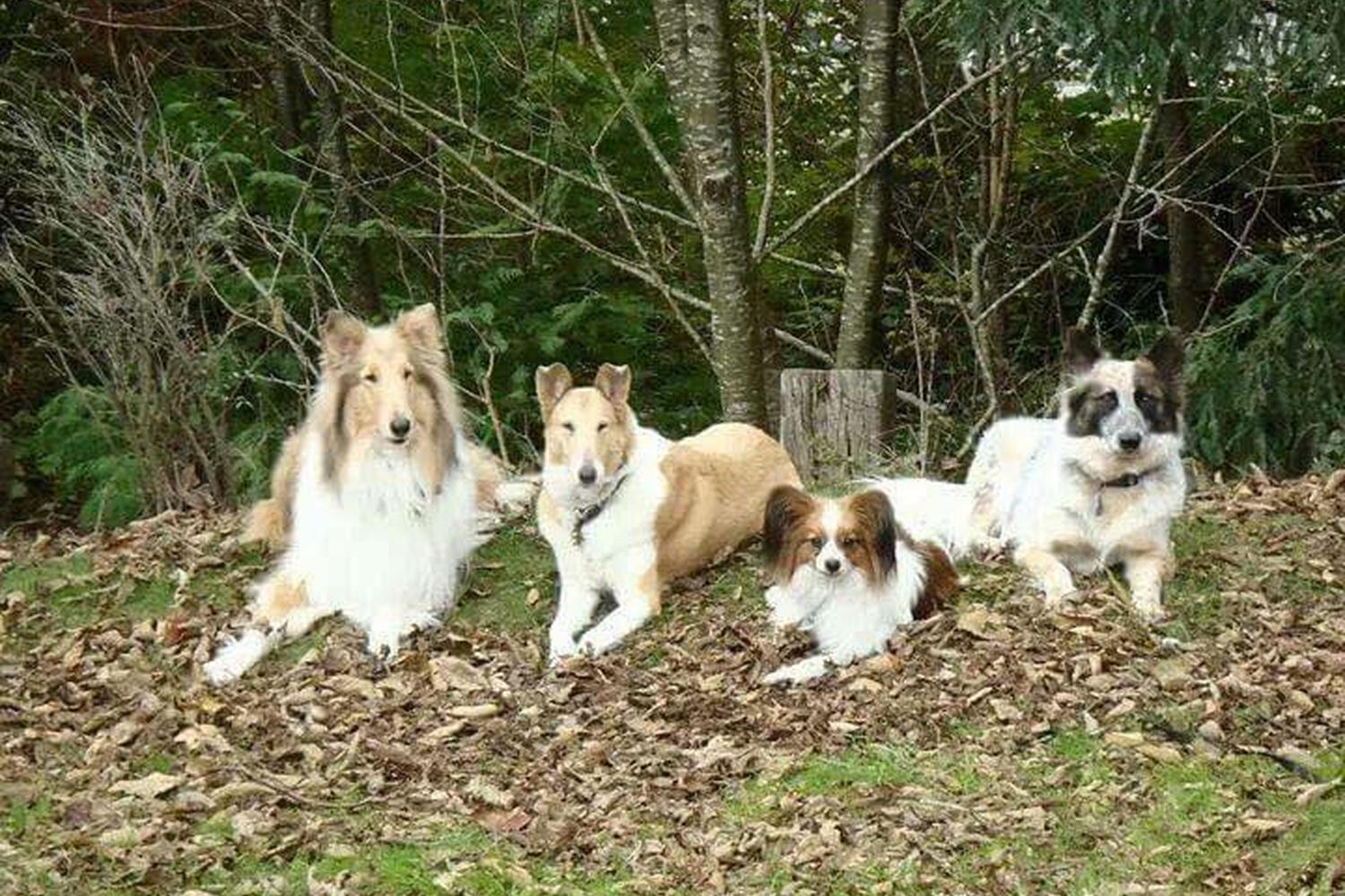 Focused Canine Academy 3