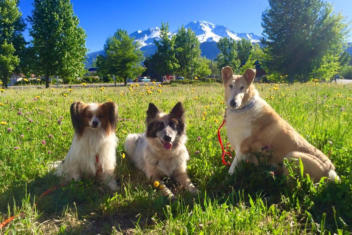 Focused Canine Academy 4