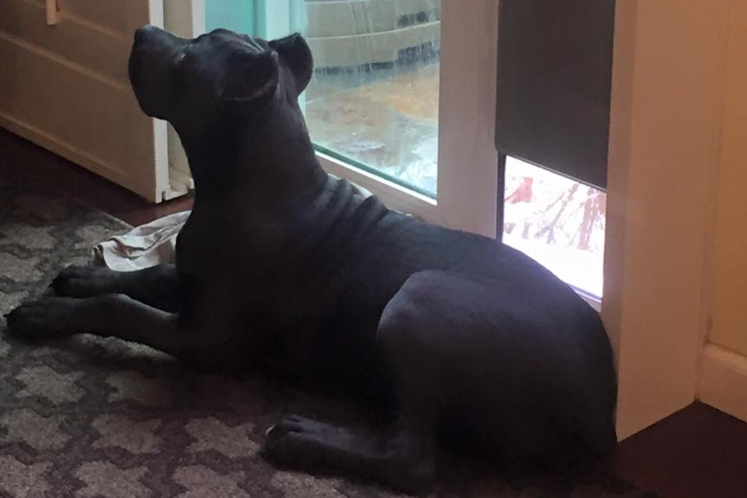 Focused Canine Academy 2