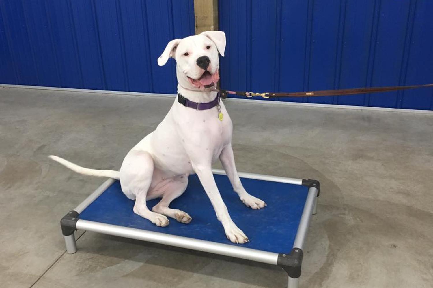 Valor K9 Academy, LLC 6