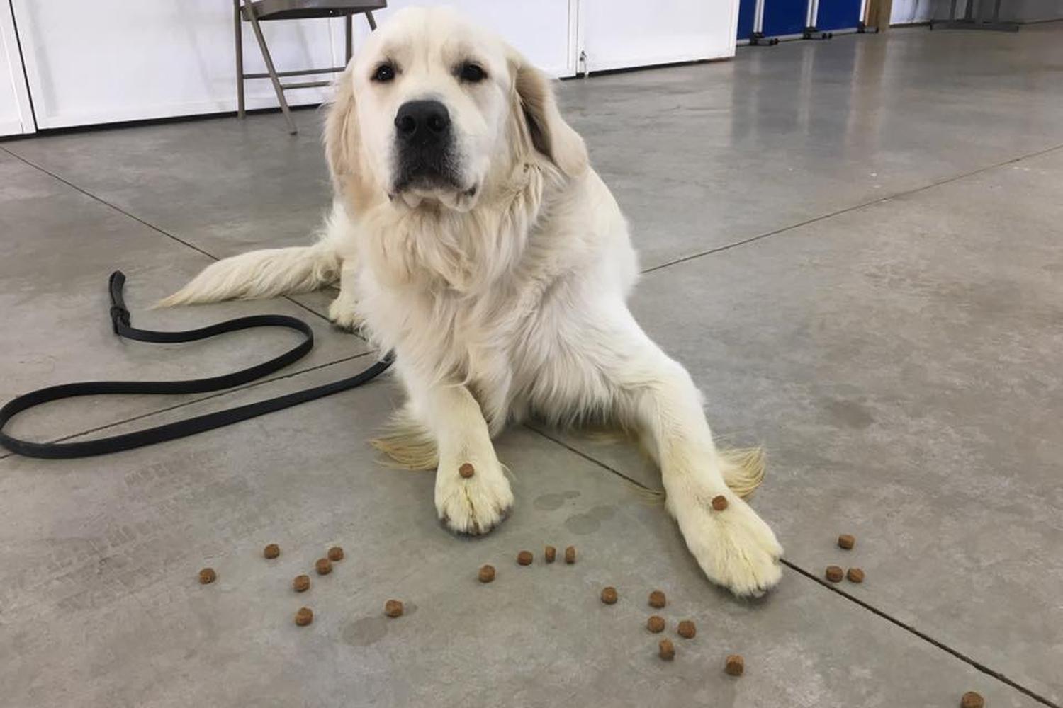 Valor K9 Academy, LLC 1