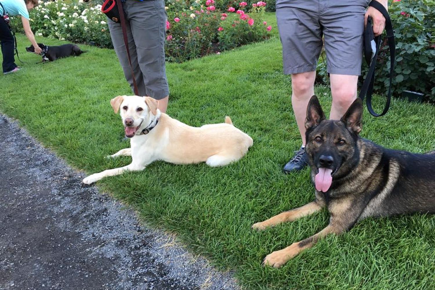 Valor K9 Academy, LLC 3