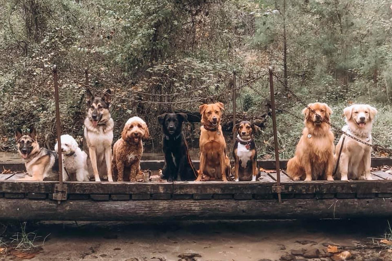 The Good Dog Yorktown 2