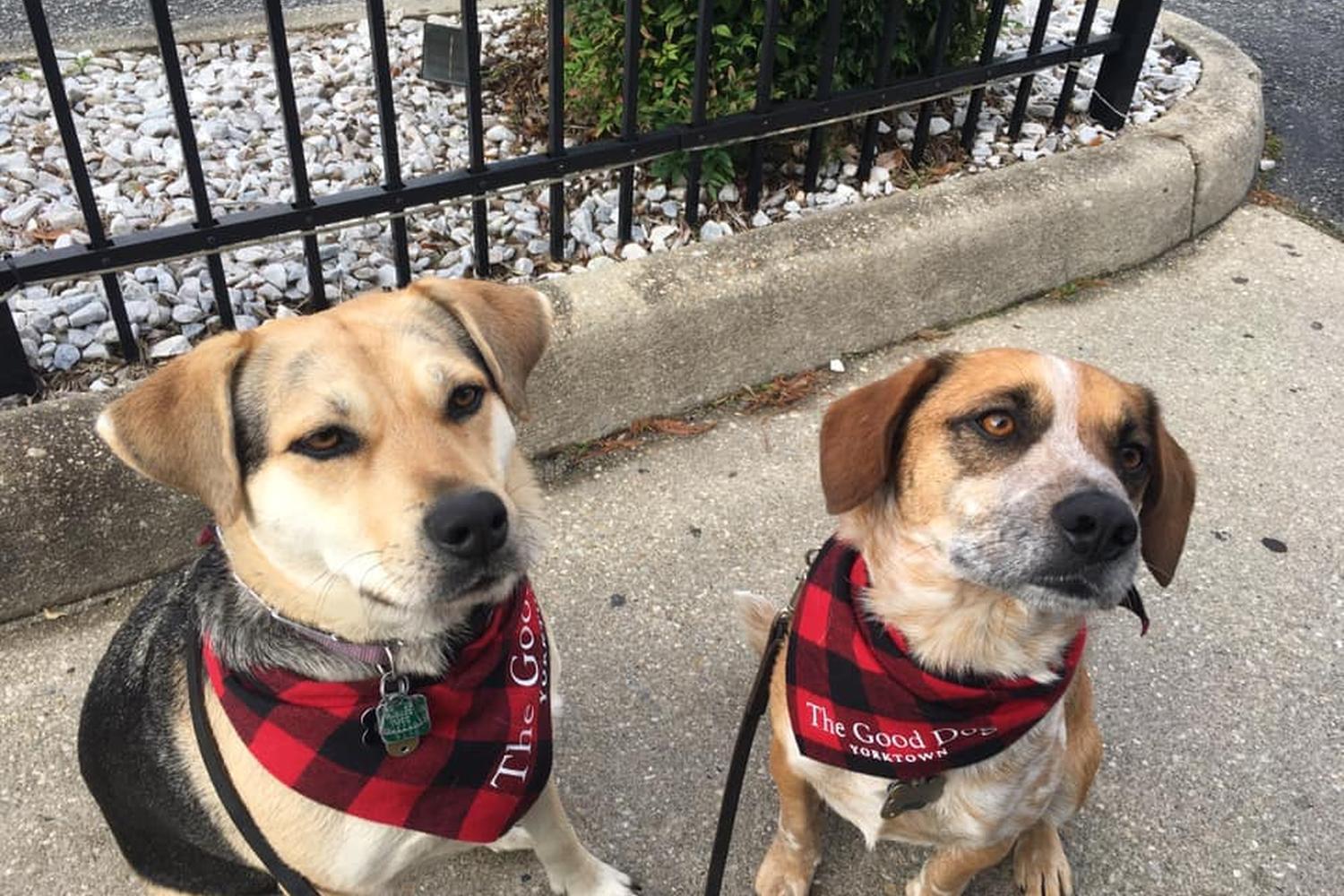 The Good Dog Yorktown 1