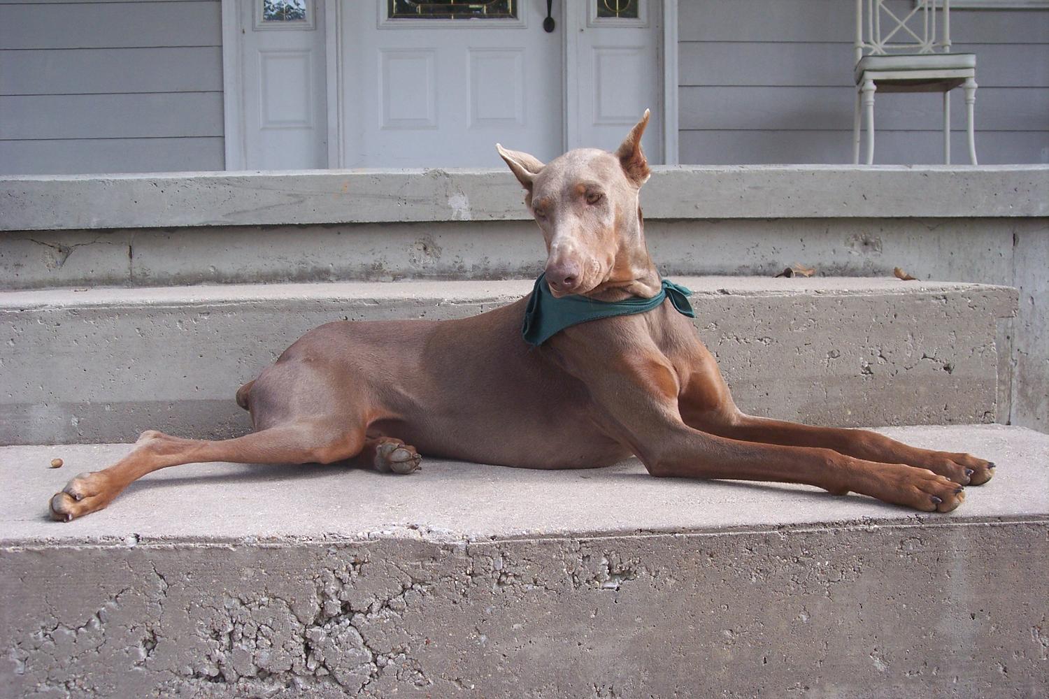 Lucky H Animal Training 4