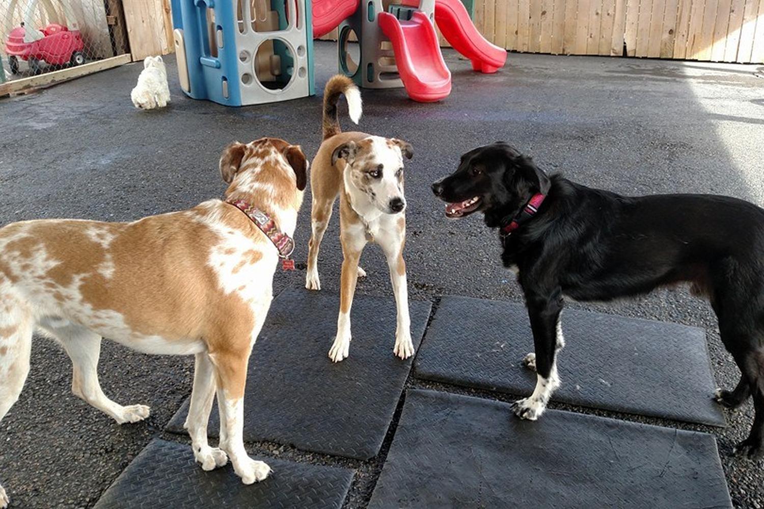 Lucky H Animal Training 2