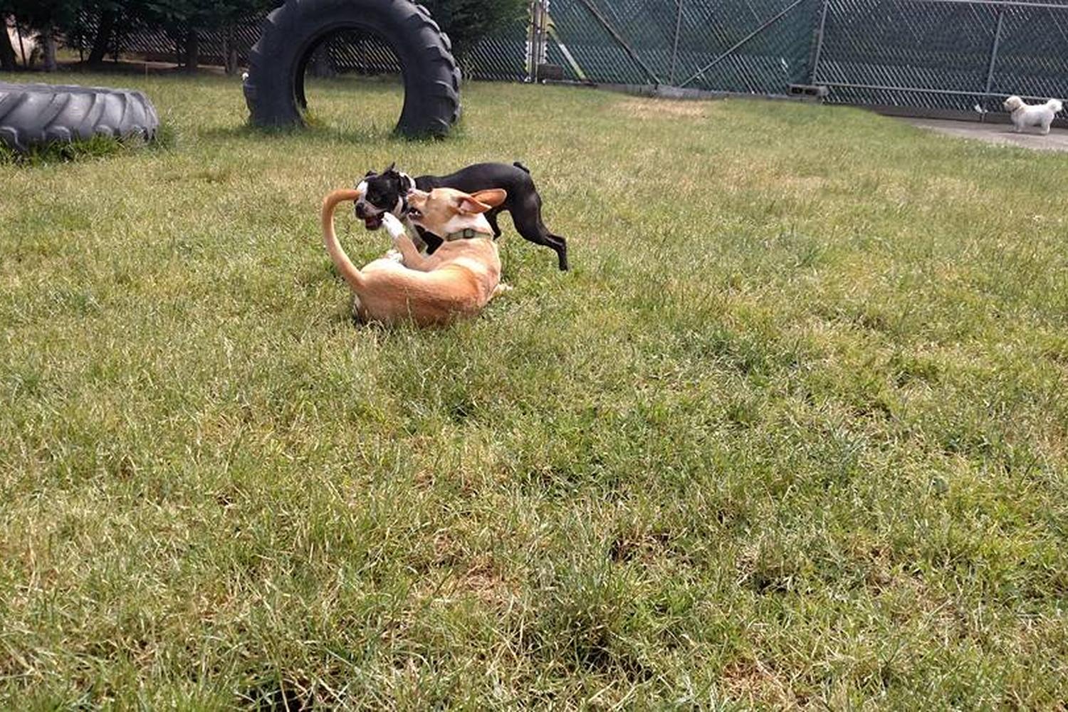 Lucky H Animal Training 0