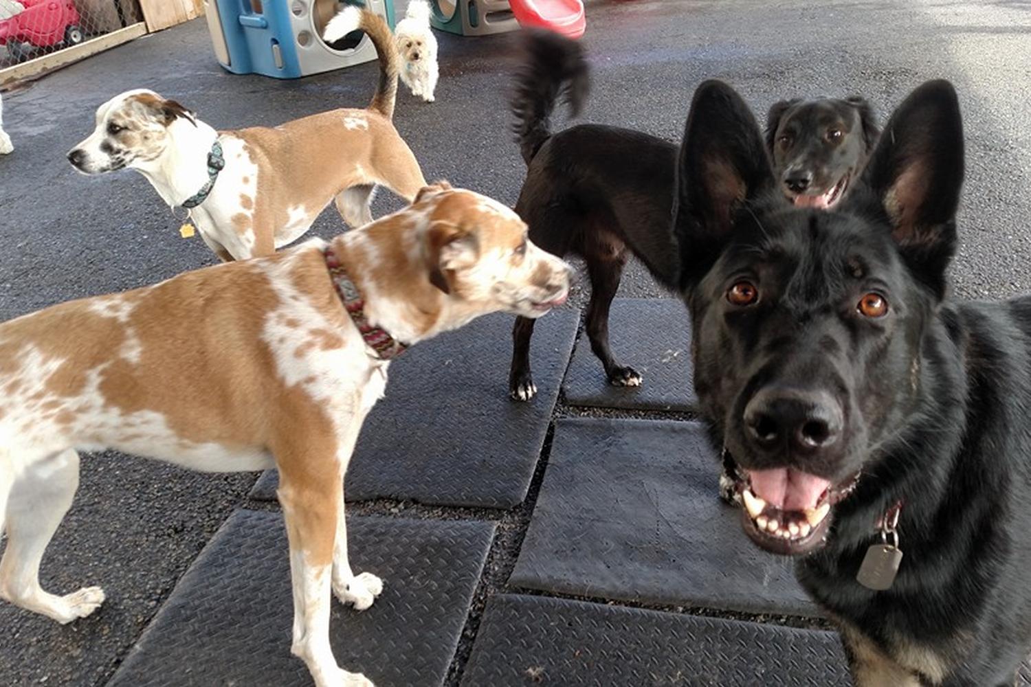 Lucky H Animal Training 3