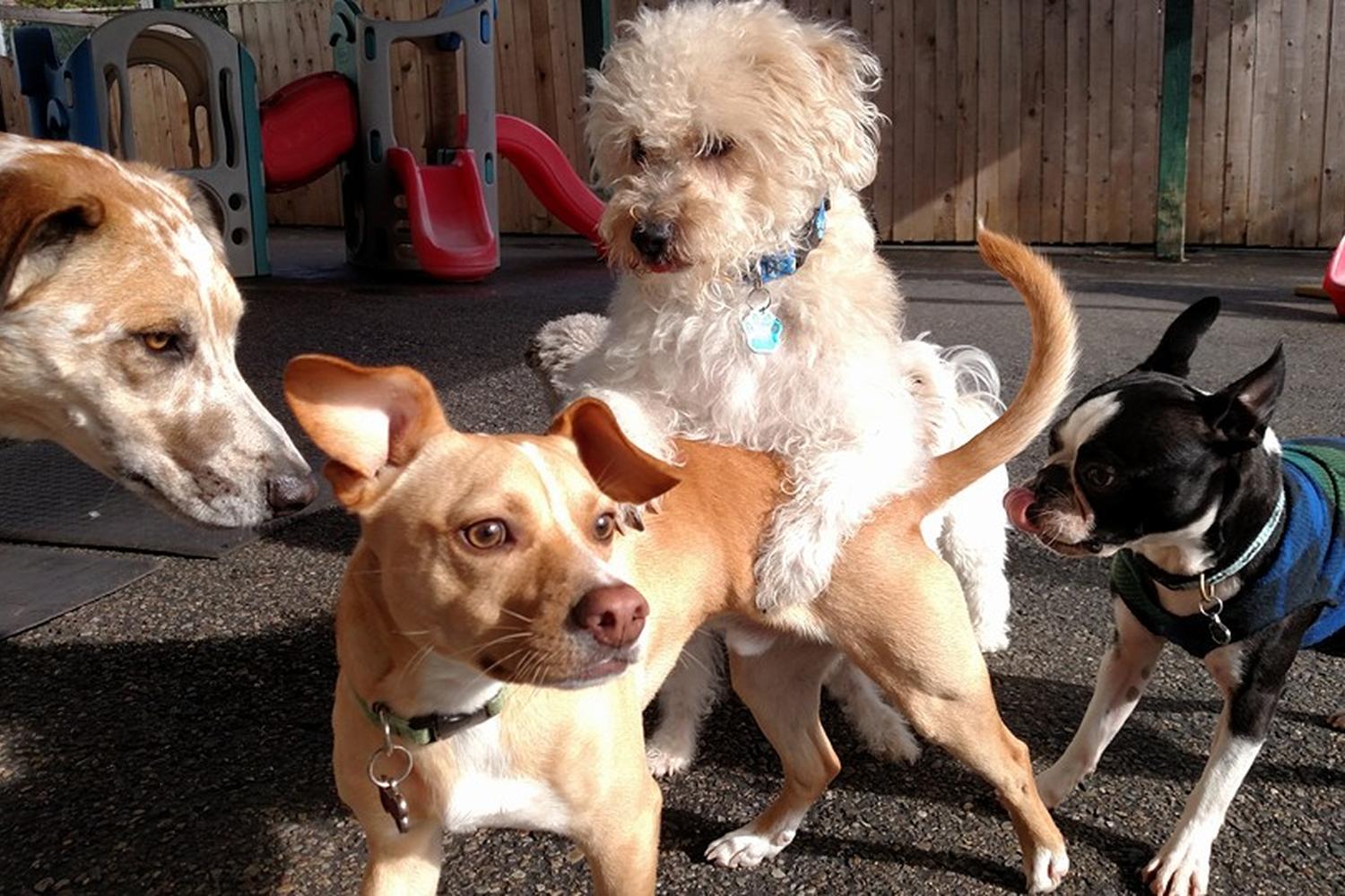 Lucky H Animal Training 1