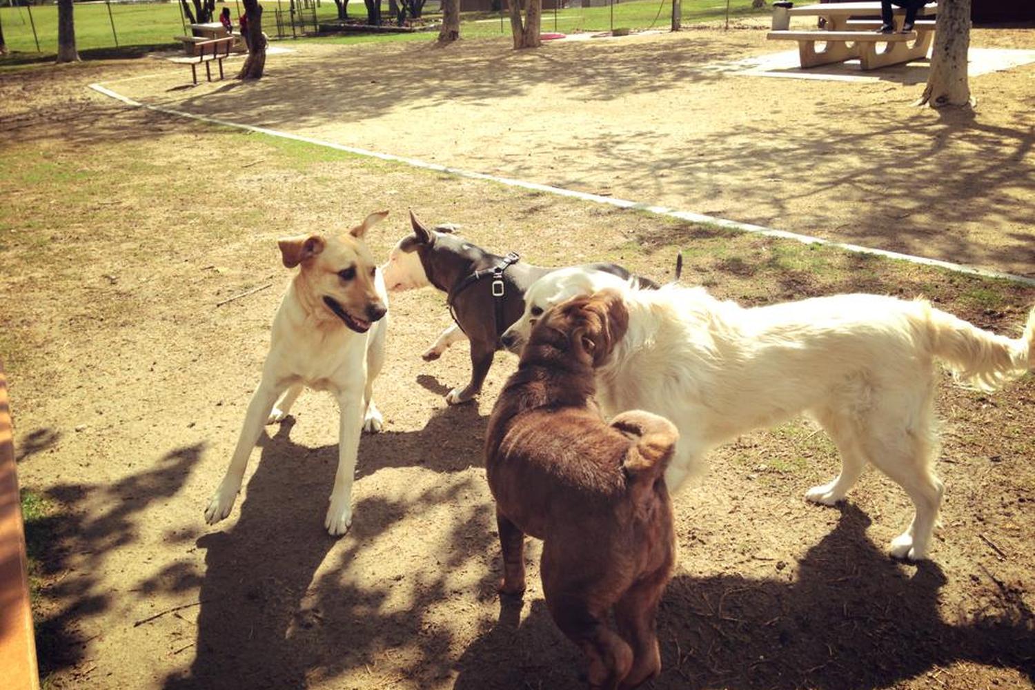 Etiwanda Creek Community & Dog Park 3