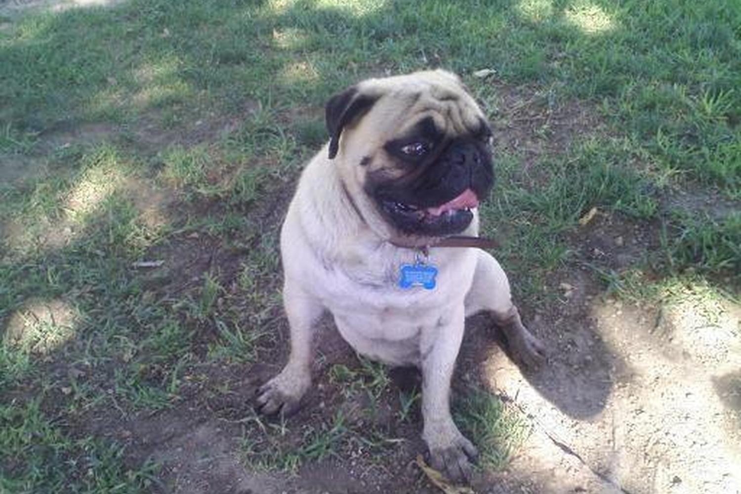 Etiwanda Creek Community & Dog Park 1