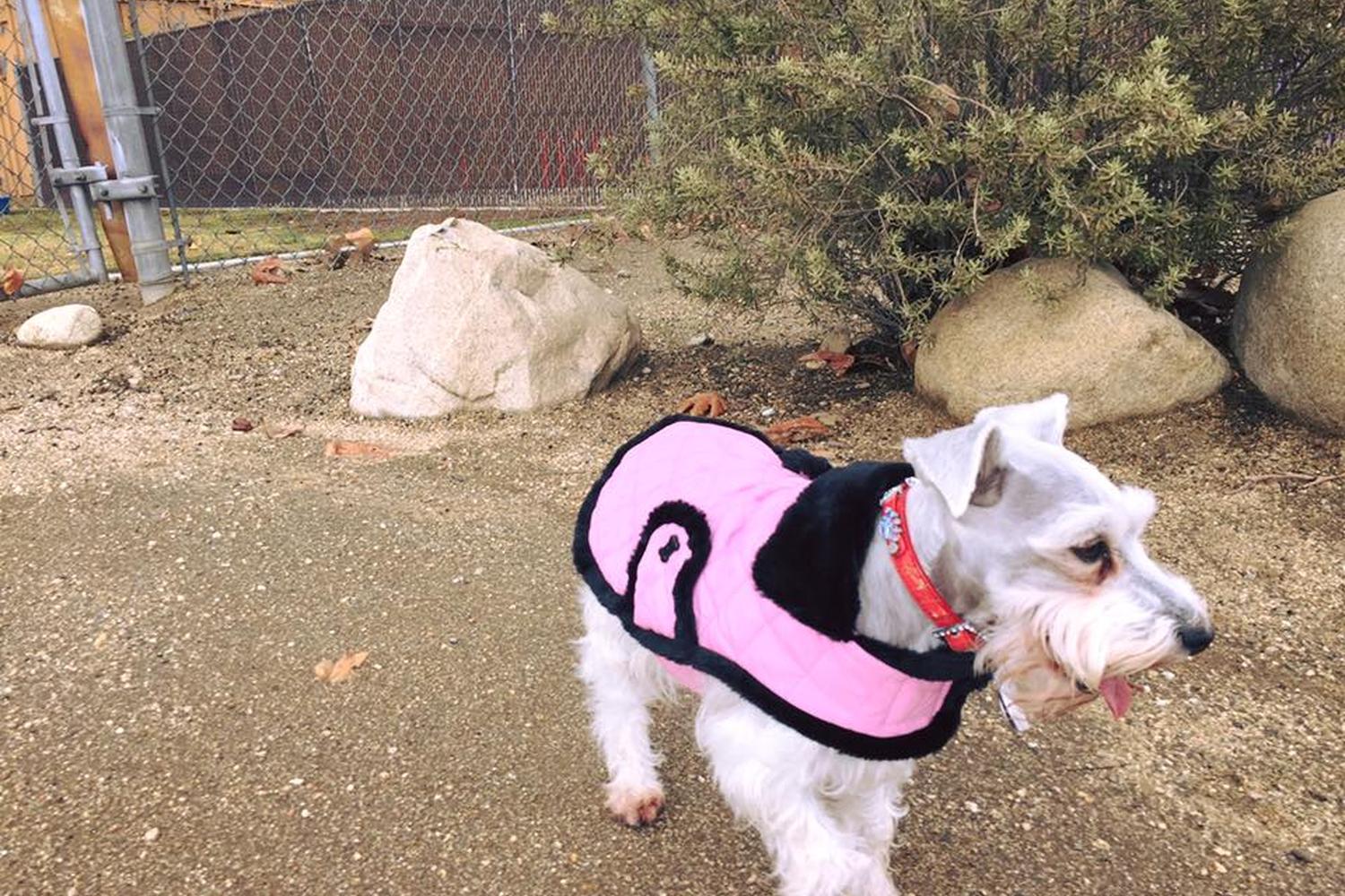 Etiwanda Creek Community & Dog Park 5