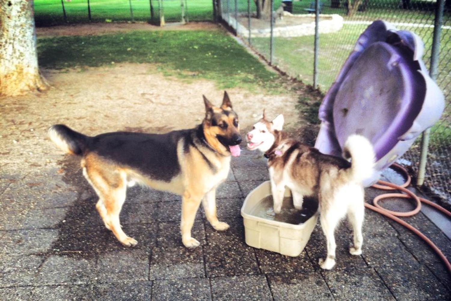 Etiwanda Creek Community & Dog Park 4