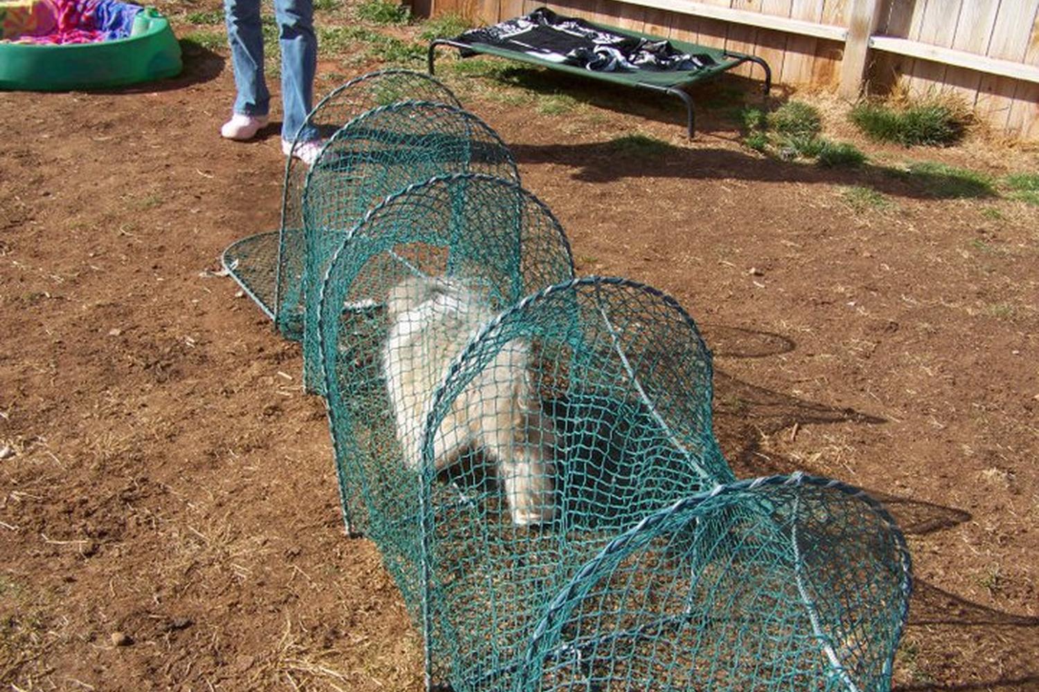 Pawsitive Learning 4